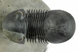 Flying Paralejurus Trilobite - Orange Eye Preservation! #359238-2